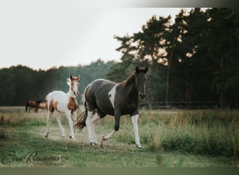 Paint Horse, Stute, 9 Jahre, 154 cm, Rappe