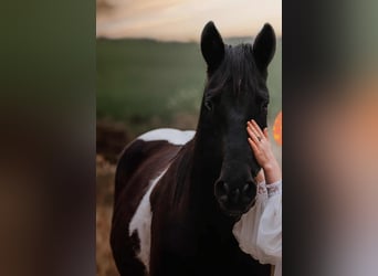 Paint Horse, Stute, 9 Jahre, 154 cm, Rappe