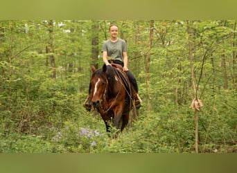 Paint Horse, Stute, 9 Jahre, 155 cm, Schecke