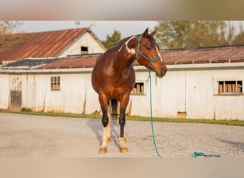 Paint Horse, Stute, 9 Jahre, 155 cm, Schecke