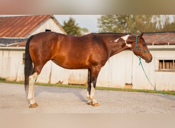 Paint Horse, Stute, 9 Jahre, 155 cm, Schecke