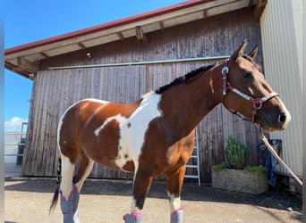 Paint Horse, Stute, 9 Jahre, 155 cm, Tobiano-alle-Farben
