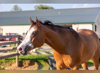 Paint Horse, Stute, 9 Jahre, 157 cm, Rotbrauner