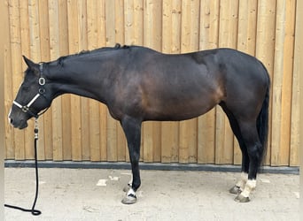 Paint Horse, Stute, 9 Jahre, 158 cm, Rappe