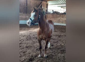 Paint Horse, Stute, 9 Jahre, 160 cm