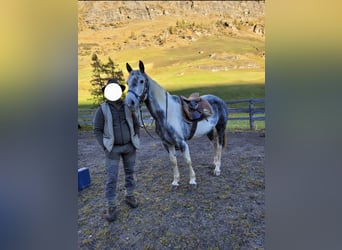 Paint Horse Mix, Stute, 9 Jahre, 165 cm, Schecke