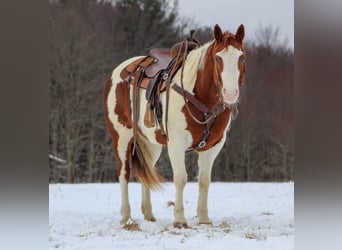 Paint Horse, Stute, 9 Jahre