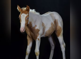 Paint Horse, Stute, Fohlen (05/2023), 148 cm, Champagne