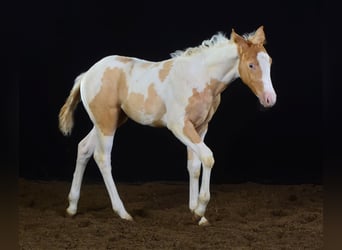 Paint Horse, Stute, Fohlen (05/2023), 148 cm, Champagne
