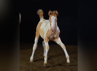 Paint Horse, Stute, Fohlen (05/2023), 148 cm, Champagne