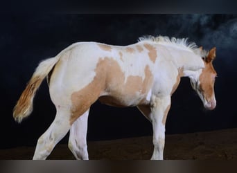 Paint Horse, Stute, Fohlen (05/2023), 148 cm, Champagne