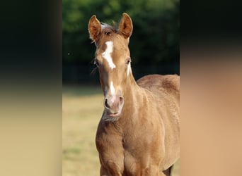 Paint Horse, Stute, Fohlen (05/2025), 150 cm, Champagne