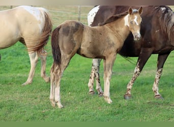 Paint Horse, Stute, Fohlen (05/2025), 150 cm, Champagne
