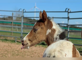 Paint Horse, Stute, Fohlen (03/2025), 150 cm, Champagne