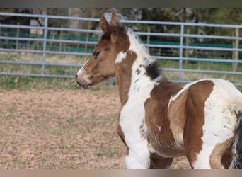 Paint Horse, Stute, Fohlen (03/2025), 150 cm, Champagne