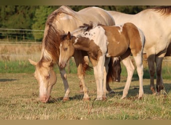 Paint Horse, Stute, Fohlen (03/2025), 150 cm, Champagne