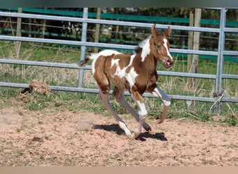 Paint Horse, Stute, Fohlen (03/2025), 150 cm, Champagne