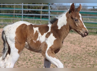 Paint Horse, Stute, Fohlen (03/2025), 150 cm, Champagne