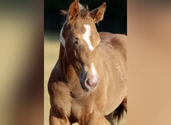 Paint Horse, Stute, Fohlen (05/2025), 150 cm, Champagne