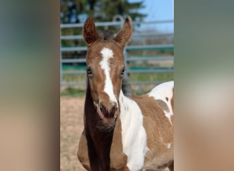 Paint Horse, Stute, Fohlen (03/2025), 150 cm, Champagne
