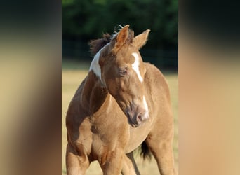 Paint Horse, Stute, Fohlen (05/2025), 150 cm, Champagne
