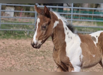 Paint Horse, Stute, Fohlen (03/2025), 150 cm, Champagne