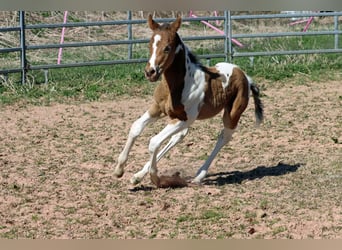 Paint Horse, Stute, Fohlen (03/2025), 150 cm, Champagne