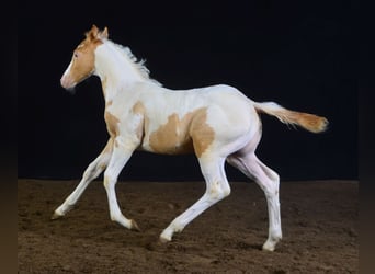 Paint Horse, Stute, Fohlen (05/2023), 150 cm, Champagne