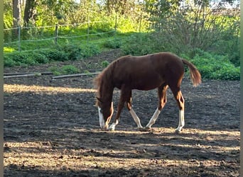 Paint Horse, Stute, Fohlen (03/2024), 150 cm, Overo-alle-Farben