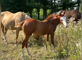 Paint Horse, Stute, Fohlen (03/2024), 150 cm, Overo-alle-Farben