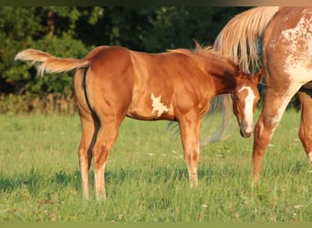 Paint Horse, Stute, Fohlen (05/2023), 150 cm, Overo-alle-Farben