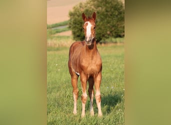 Paint Horse, Stute, Fohlen (05/2023), 150 cm, Overo-alle-Farben
