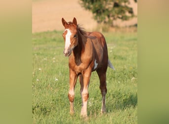 Paint Horse, Stute, Fohlen (05/2023), 150 cm, Overo-alle-Farben
