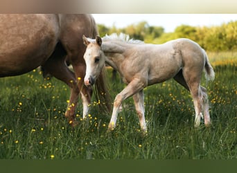 Paint Horse, Stute, , 150 cm, Palomino