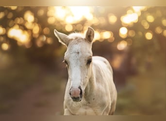 Paint Horse, Stute, , 150 cm, Palomino
