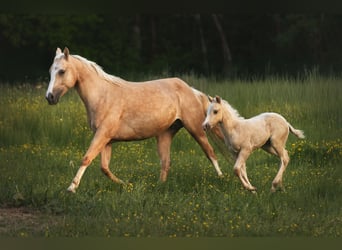 Paint Horse, Stute, , 150 cm, Palomino