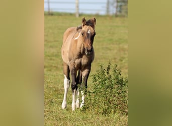 Paint Horse, Stute, Fohlen (05/2025), 150 cm, Tobiano-alle-Farben
