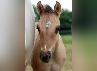 Paint Horse, Stute, Fohlen (05/2025), 150 cm, Tobiano-alle-Farben