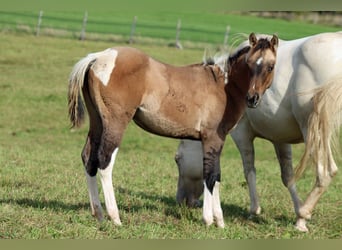 Paint Horse, Stute, Fohlen (05/2025), 150 cm, Tobiano-alle-Farben