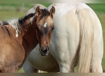 Paint Horse, Stute, Fohlen (05/2025), 150 cm, Tobiano-alle-Farben