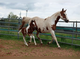 Paint Horse, Stute, Fohlen (05/2023), 150 cm, Tobiano-alle-Farben
