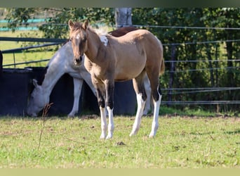 Paint Horse, Stute, Fohlen (05/2025), 150 cm, Tobiano-alle-Farben