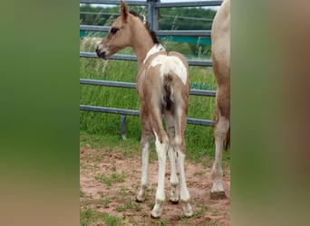 Paint Horse, Stute, Fohlen (05/2025), 150 cm, Tobiano-alle-Farben
