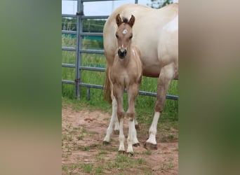 Paint Horse, Stute, Fohlen (05/2025), 150 cm, Tobiano-alle-Farben