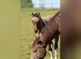 Paint Horse, Stute, Fohlen (05/2025), 150 cm, Tobiano-alle-Farben