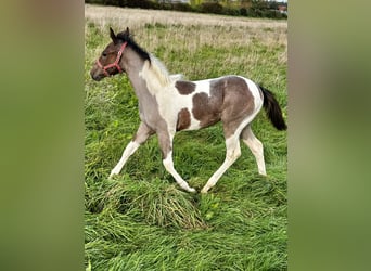 Paint Horse, Stute, Fohlen (05/2024), 150 cm, Tobiano-alle-Farben