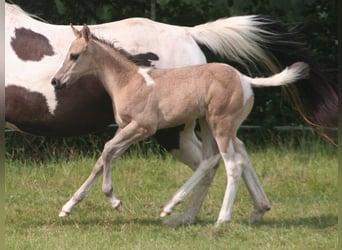 Paint Horse, Stute, , 152 cm, Grullo