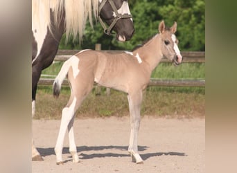 Paint Horse, Stute, , 152 cm, Grullo
