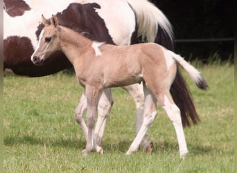 Paint Horse, Stute, , 152 cm, Grullo