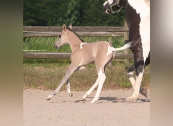 Paint Horse, Stute, , 152 cm, Grullo